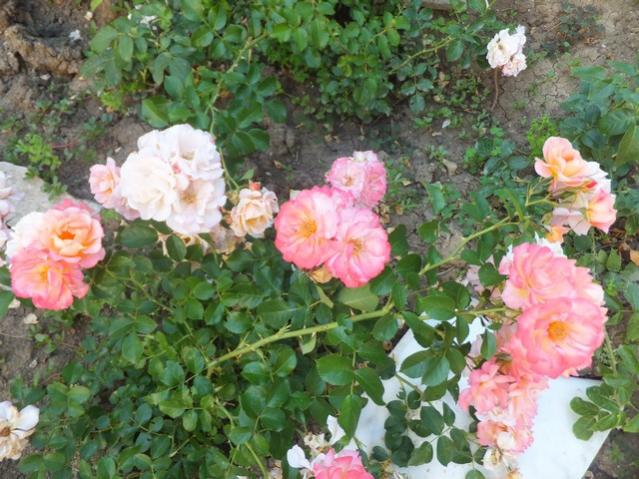 Name:  DSCF3822.jpg
Views: 327
Size:  63.9 KB