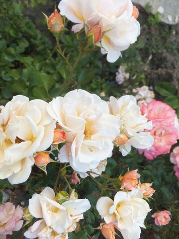 Name:  DSCF3824.jpg
Views: 337
Size:  60.8 KB