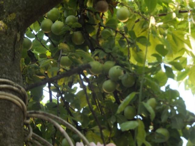 Name:  DSCF3827.jpg
Views: 338
Size:  42.8 KB