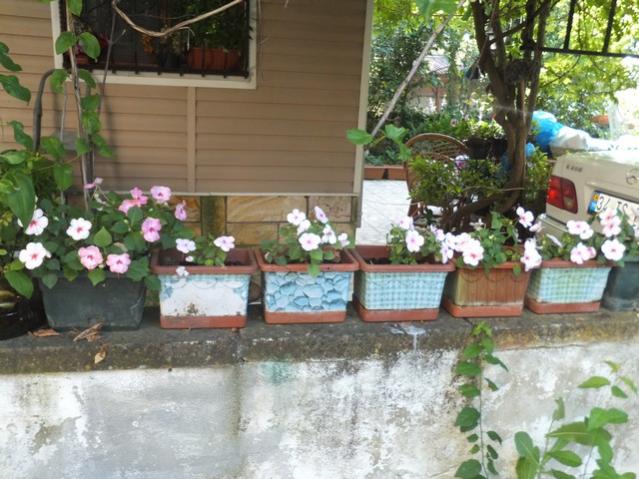 Name:  DSCF3831.jpg
Views: 333
Size:  58.7 KB