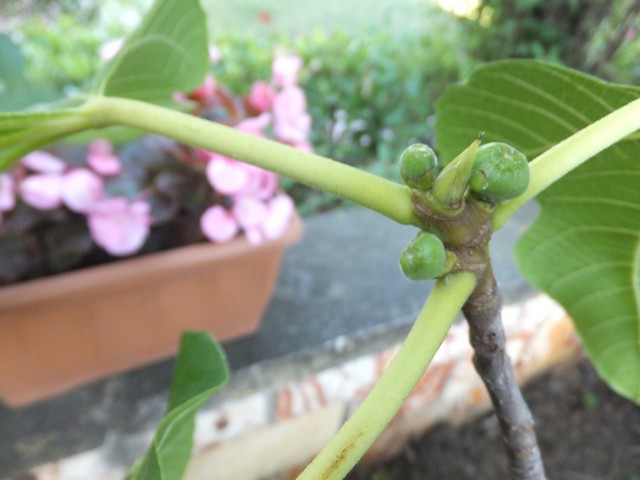 Name:  DSCF3832.jpg
Views: 336
Size:  62.8 KB