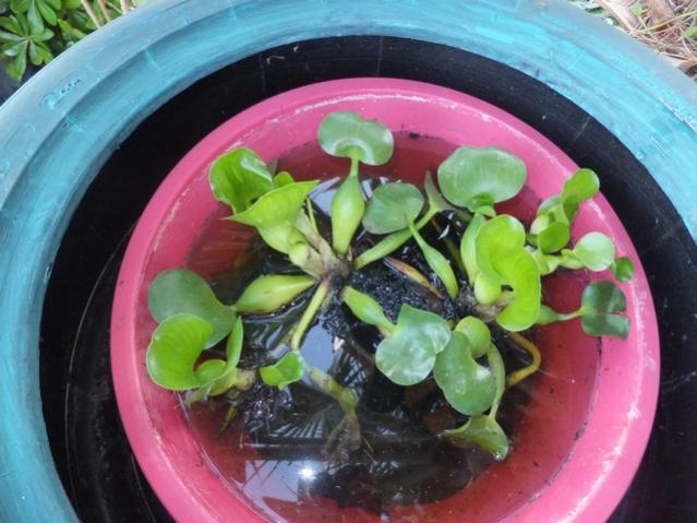 Name:  DSCF3840.jpg
Views: 407
Size:  48.1 KB