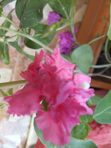 Name:  DSCF3877.jpg
Views: 362
Size:  45.8 KB
