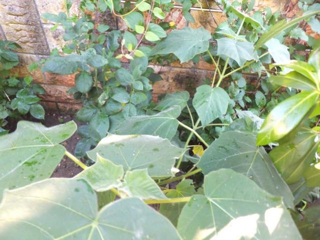 Name:  DSCF3882.jpg
Views: 421
Size:  55.2 KB