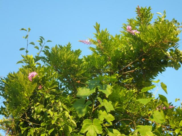 Name:  DSCF3886.jpg
Views: 386
Size:  61.7 KB
