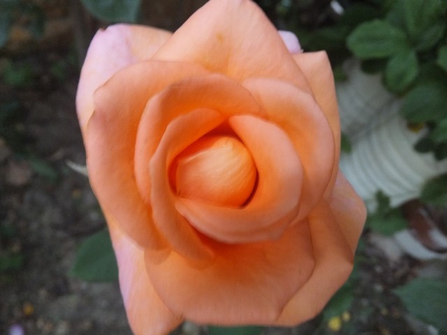 Name:  DSCF3917.jpg
Views: 285
Size:  56.5 KB