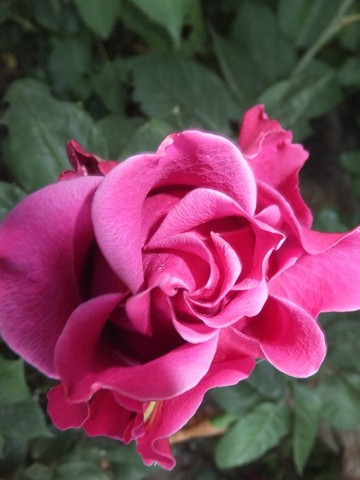Name:  DSCF3922.jpg
Views: 360
Size:  49.6 KB