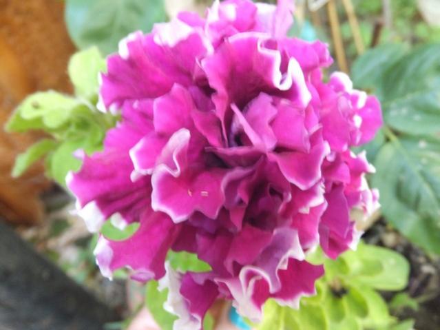 Name:  DSCF3973.jpg
Views: 811
Size:  37.7 KB