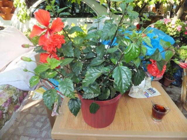 Name:  DSCF4008.jpg
Views: 316
Size:  60.4 KB