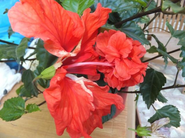 Name:  DSCF4009.jpg
Views: 350
Size:  47.0 KB