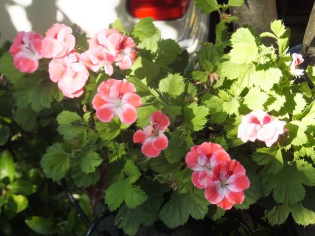 Name:  DSCF4015.jpg
Views: 357
Size:  49.5 KB