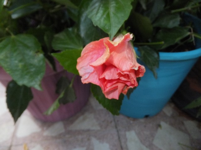 Name:  DSCF4067.jpg
Views: 310
Size:  59.6 KB