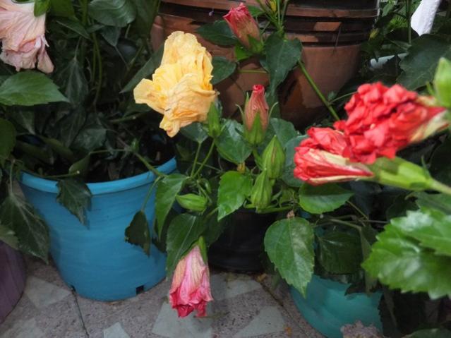 Name:  DSCF4068.jpg
Views: 348
Size:  44.4 KB