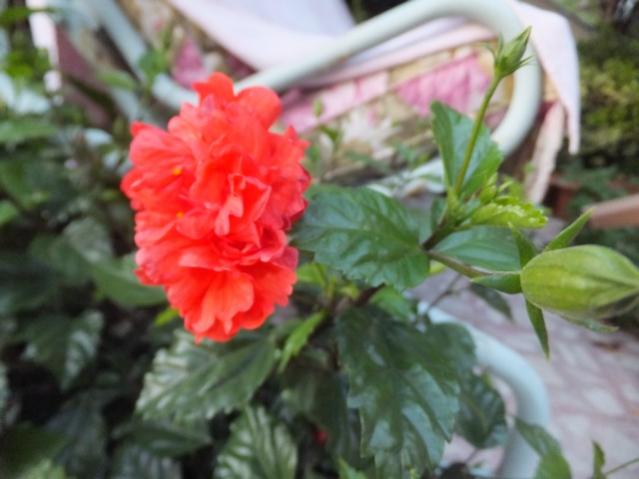 Name:  DSCF4069.jpg
Views: 323
Size:  36.4 KB
