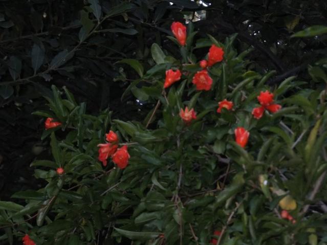 Name:  DSCF4070.jpg
Views: 310
Size:  38.5 KB