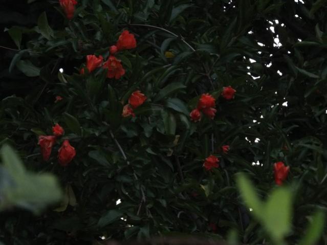 Name:  DSCF4071.jpg
Views: 327
Size:  32.0 KB