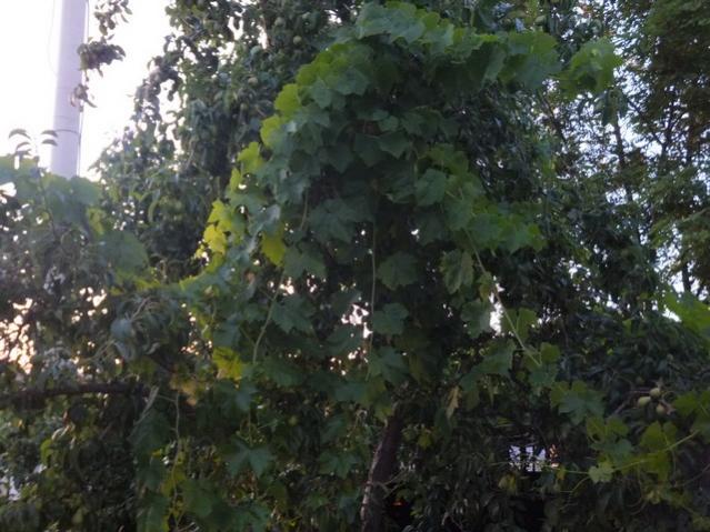 Name:  DSCF4082.jpg
Views: 309
Size:  55.9 KB
