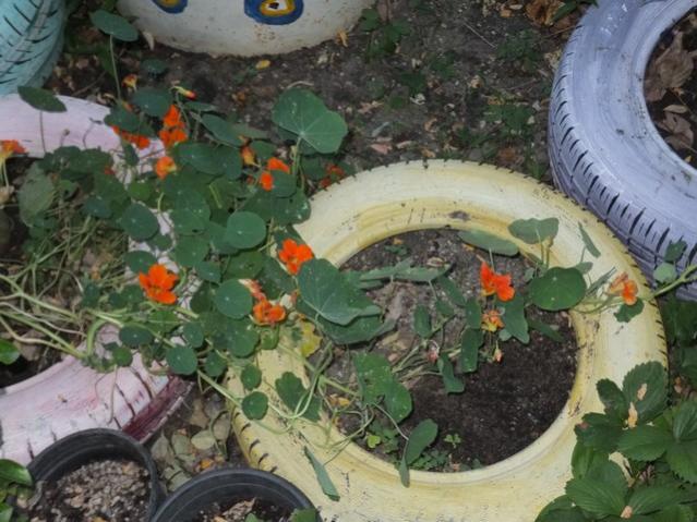 Name:  DSCF4086.jpg
Views: 309
Size:  56.9 KB