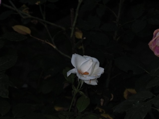 Name:  DSCF4087.jpg
Views: 324
Size:  40.8 KB