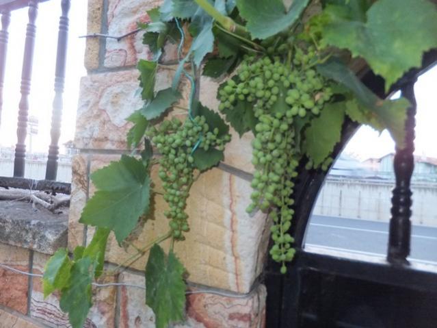 Name:  DSCF4089.jpg
Views: 335
Size:  44.7 KB