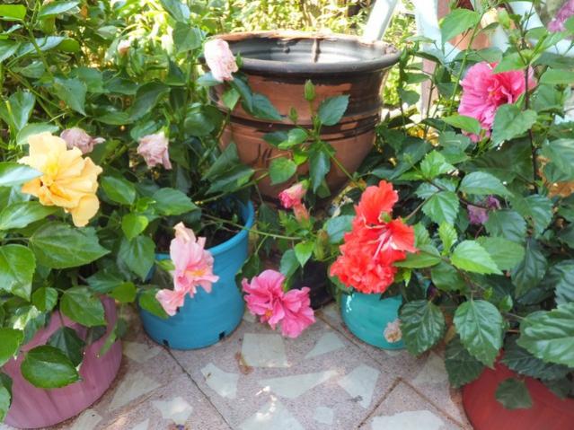 Name:  DSCF4094.jpg
Views: 310
Size:  63.3 KB