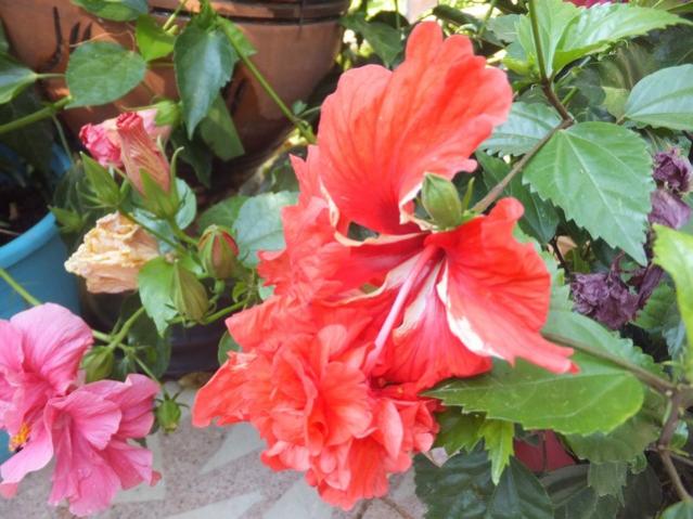 Name:  DSCF4097.jpg
Views: 323
Size:  52.9 KB