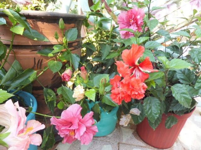 Name:  DSCF4101.jpg
Views: 330
Size:  62.2 KB