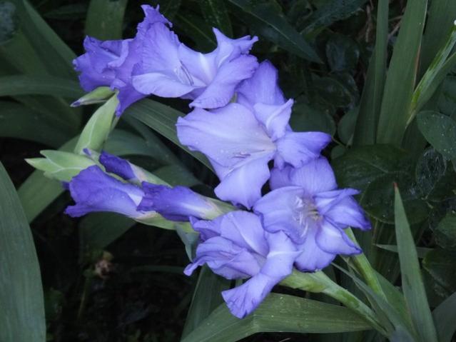 Name:  DSCF4114.jpg
Views: 297
Size:  36.8 KB