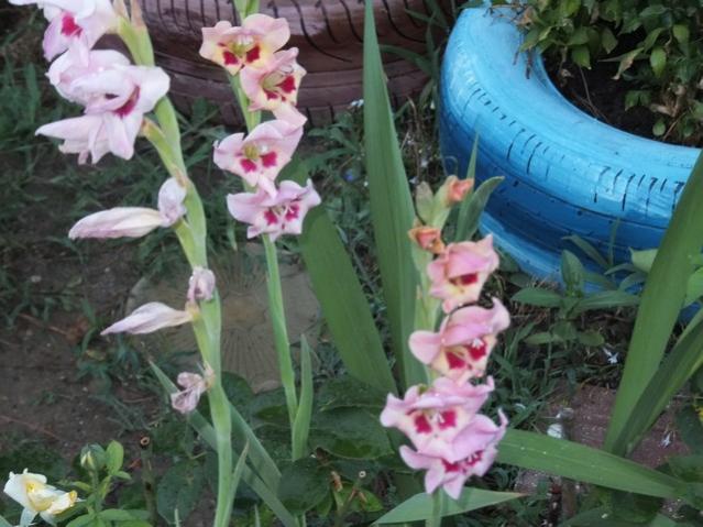 Name:  DSCF4116.jpg
Views: 321
Size:  51.0 KB