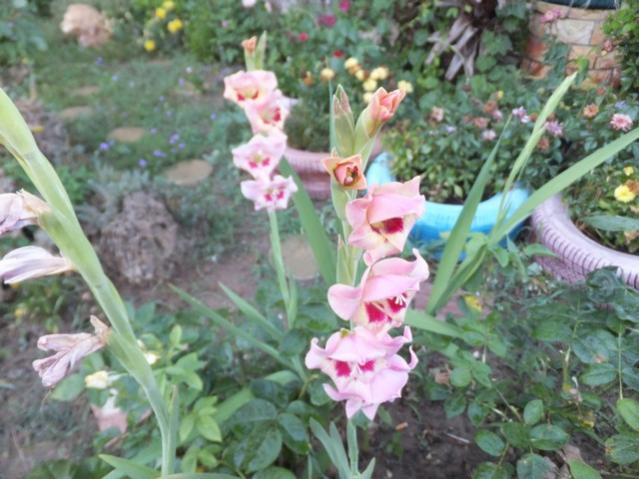 Name:  DSCF4117.jpg
Views: 317
Size:  52.7 KB