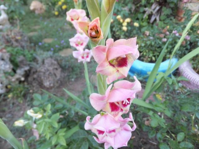 Name:  DSCF4118.jpg
Views: 303
Size:  45.8 KB