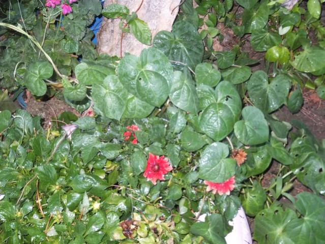 Name:  DSCF4120.jpg
Views: 322
Size:  69.9 KB