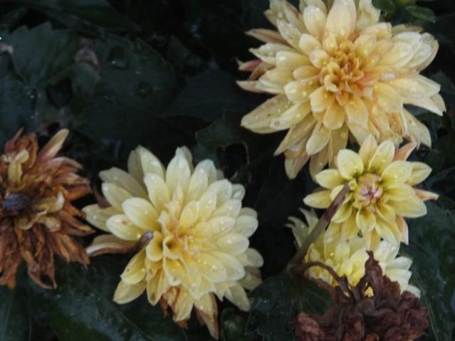 Name:  DSCF4122.jpg
Views: 333
Size:  38.2 KB