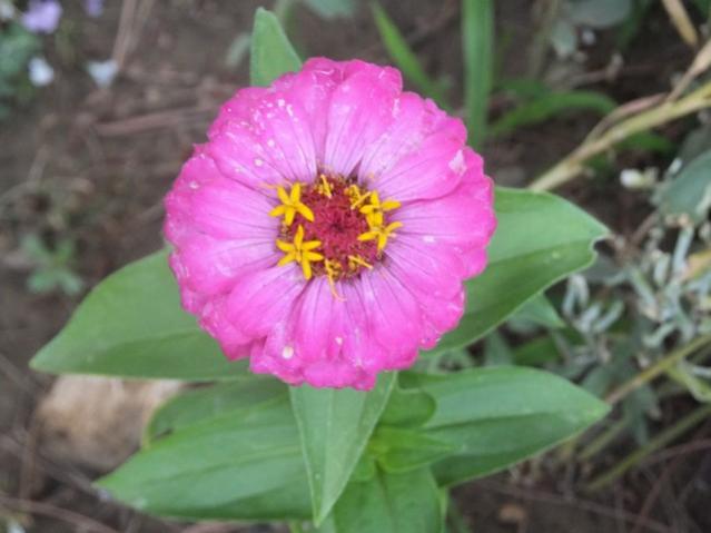 Name:  DSCF4146.jpg
Views: 604
Size:  33.6 KB