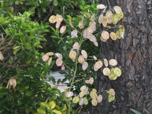 Name:  DSCF4148.jpg
Views: 599
Size:  62.7 KB