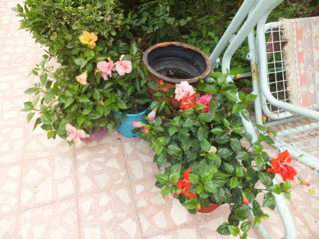 Name:  DSCF4155.jpg
Views: 624
Size:  60.0 KB