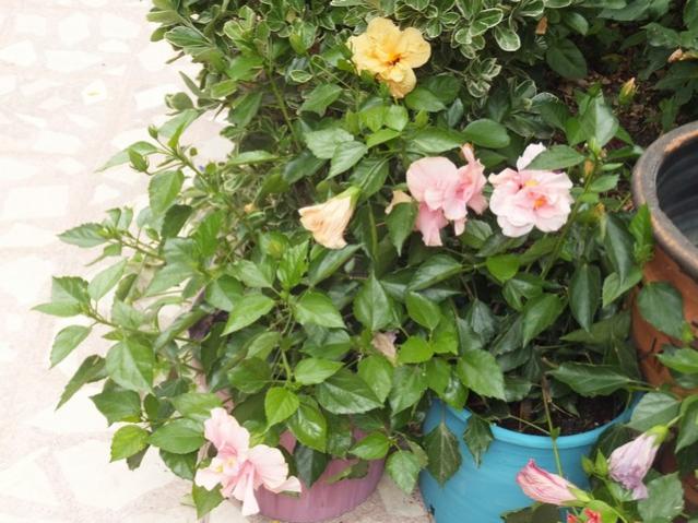 Name:  DSCF4156.jpg
Views: 611
Size:  58.3 KB