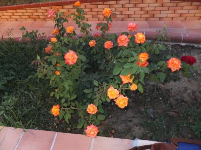 Name:  DSCF4161.jpg
Views: 368
Size:  50.8 KB