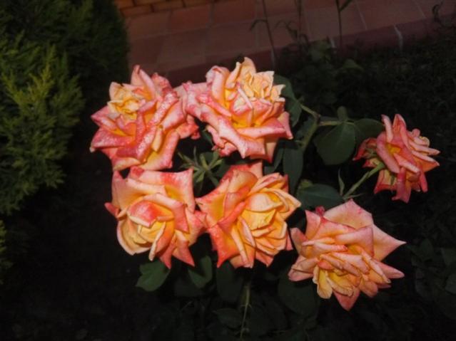 Name:  DSCF4162.jpg
Views: 363
Size:  35.5 KB