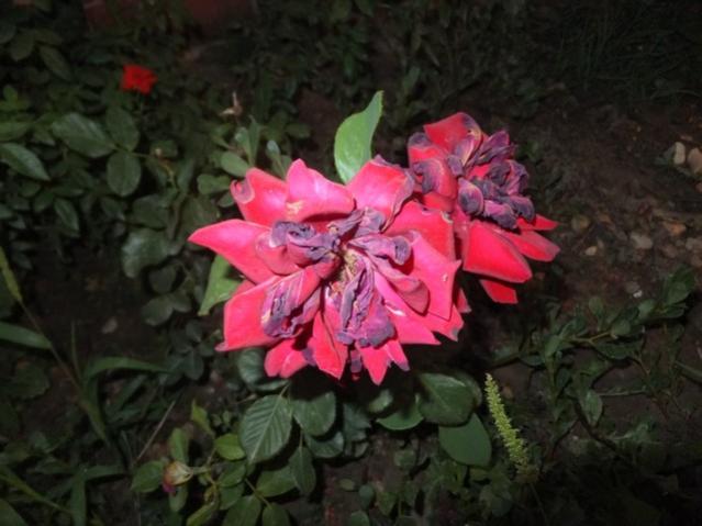 Name:  DSCF4163.jpg
Views: 372
Size:  39.5 KB