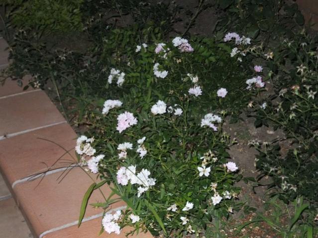 Name:  DSCF4167.jpg
Views: 358
Size:  59.3 KB