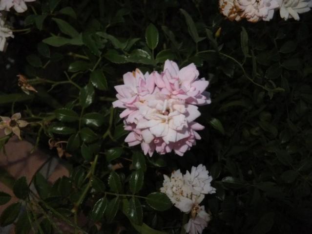 Name:  DSCF4168.jpg
Views: 379
Size:  32.9 KB
