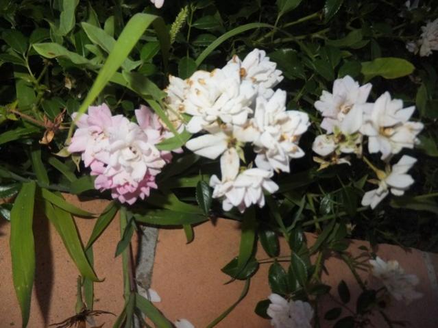 Name:  DSCF4169.jpg
Views: 363
Size:  46.7 KB