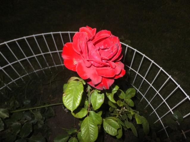 Name:  DSCF4172.jpg
Views: 371
Size:  39.9 KB