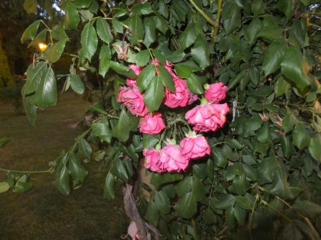 Name:  DSCF4173.jpg
Views: 366
Size:  51.8 KB