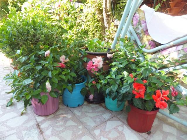 Name:  DSCF4191.jpg
Views: 393
Size:  64.5 KB
