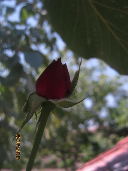 Name:  gl1.JPG
Views: 1341
Size:  31.2 KB