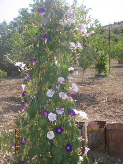 Name:  sabah sefas.jpg
Views: 1126
Size:  52.1 KB