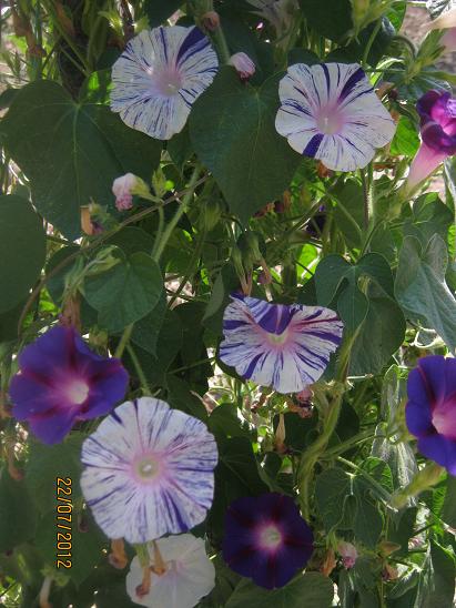 Name:  sabah s..JPG
Views: 1119
Size:  56.6 KB