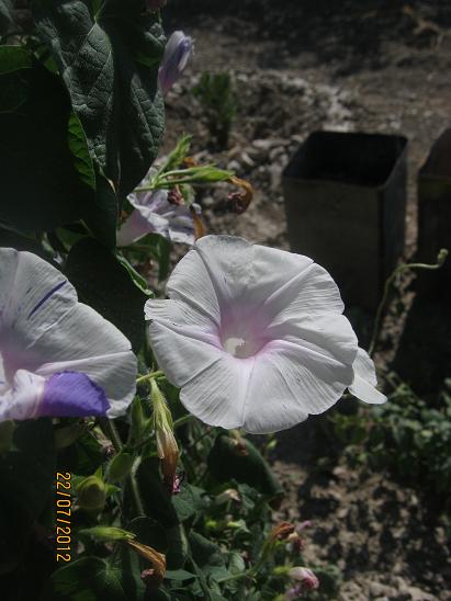 Name:  sabah sefas2.JPG
Views: 1133
Size:  43.4 KB